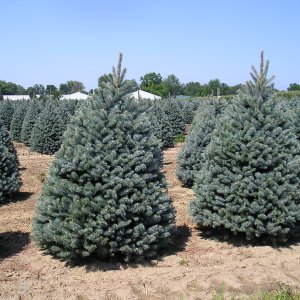 Smrek pichľavý (Picea pungens) ´FAT ALBERT´- výška 210-220 cm, kont. C35L